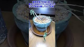 《ダイソーカラテア＃10》【100均観葉植物の観察日記】8か月後の様子 #観葉植物 #ガーデニング #園芸 #カラテア #ダイソー #100均　＃short