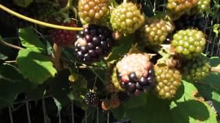 Brombeeren ohne Stacheln ( Dornen ) sind reif