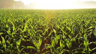 Growing Climate Solutions: Stanford scientist discusses climate-smart agriculture