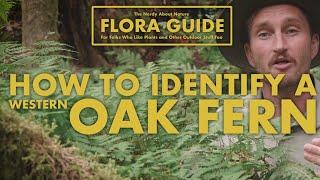 Oak Ferns - How to Identify Them!  || Nerdy About Nature Flora Guide