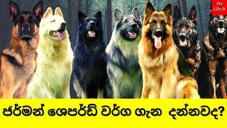 German Shepherd Dog Types Sinhala | හදන්න කලින් බලන්න  | German Shepard type of Colors