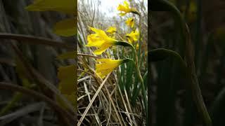 Narcissus nevadensis subsp. longispathus, Villar de Olalla, Cuenca (España), 14-IV-2016