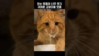 하는 행동이 너무 웃긴 귀여운 고양이들 모음