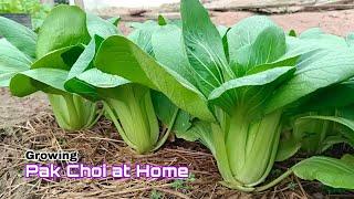 Growing Pak Choi at Home