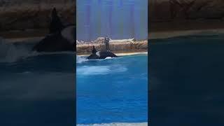 Killer whale show