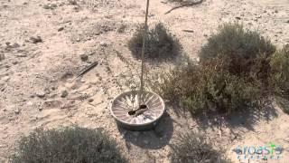 Successful planting Dubai desert with the Groasis Waterboxx