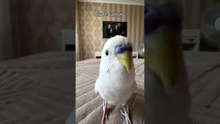 попугайчики️ #попугай #попугайчики #смешноевидео #топ #мем #parrot #parrotsound #parrottalking