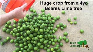 Huge crop from a young Bearss lime tree