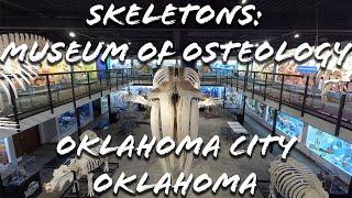 Skeletons: Museum of Osteology Virtual Tour | Oklahoma City, OK