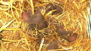 Little mink babies in DENMARK