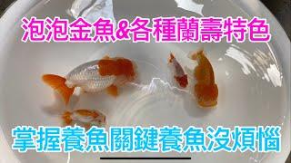 金魚特輯-超可愛泡泡金魚＆紅白五花黑蘭壽特色,帶你走入呆呆的蘭壽世界，還有中國風金魚專賣店老闆輕鬆養魚方式,讓你的魚不再跟你說掰掰