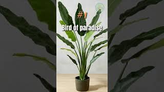 10 best tall large indoor plants #shorts #indoorplants