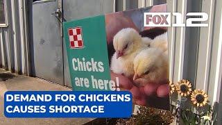 Oregonians flock to buy backyard chickens amid rising egg prices, creating shortage