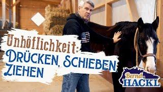 Warum das Pferd schiebt und drückt | Bernd Hackl erklärt! 