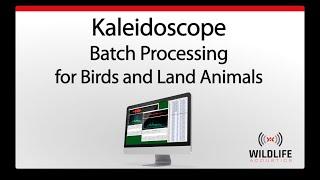 Kaleidoscope Batch Processing for Birds and Land Animals | Identify and Analyze Animal Sounds