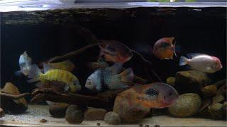 SMARTEST, MOST Beautiful, but Most AGGRESSIVE Fish: Central American Cichlids