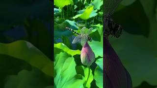 pujo asche| ar kichudin pujo asche #short #shorts #viral