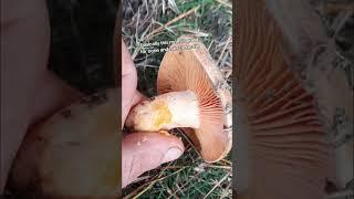 saffron milkcap