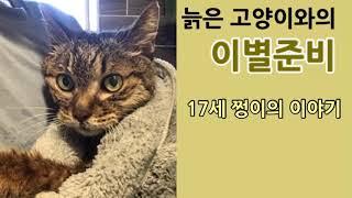 늙은 고양이와의 이별준비