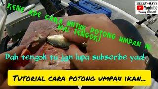 Cara potong dan pasang umpan Ikan Kembong