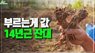 1kg 10만원 고소득 작물 ㅣ부르는게 값이라는 14년근 잔대ㅣ철저한 예정지 관리의 결과물