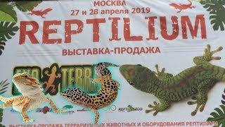REPTILIUM 2019 МОСКВА ВЫСТАВКА-ПРОДАЖА / КАК ЭТО БЫЛО???/ЯЩЕРИЦЫ /ЗМЕИ /МУРАВЬИНЫЕ ФЕРМЫ /НАСЕКОМЫЕ
