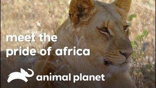 Do you know the roles of a lion and a lioness in pride? | Wild Frank In Africa | Animal Planet