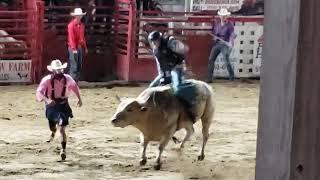 Bull riding at the Painted Pony Rodeo