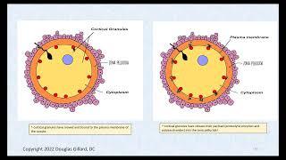 Fast and Slow Block Polyspermy: How to Prevent two Sperms from Entering and Egg