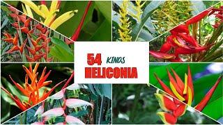 50+++ KINDS  HELICONIA /  TROPICAL PLANTS