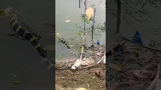 #tracking#king#snake#lake#viral #video#tranding#shorts#subscribe#tranding#jungle #click #shortvideo#