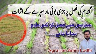 How To Prevent And Control Wheat weedicide Stress on Wheat Crop || Agrarian Amin Lodhi