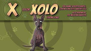 The Xolo