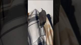 Bhala Kisi ka Kar Na sako to#youtubeshorts#bird#love#shots#