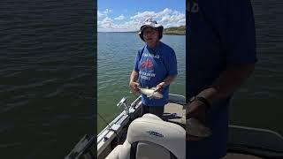 Fish Head Assassin #fishing #walleye