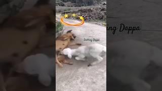 Angry Goat   || Dubbing Dappa #funny #shorts #comedy #shortsfeed #dog #funnyanimals #goat #dubbing