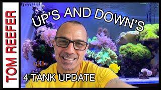 Reef Tank (4 TANK UPDATE) Up’s And Down’s - Getting Past The Down’s