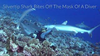 Shark TV - Silvertip shark attack? , shark bites divers diving mask off ...