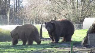 big Kodiak and grizzly bear