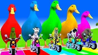 5 Giant Duck Cartoon,Cow,Elephant,Giraffe,Tiger,Lion, Paint Wild Animals Crossing Fountain Animation