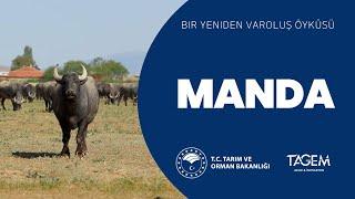 Bir Yeniden Varoluş Öyküsü: MANDA