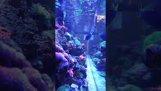 #reef2reef #marineaquarium #reefaquarium #reeftank #reef #ocean #savethefish #reefkeeping #coral
