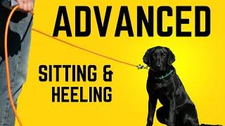 Advanced Obedience Behaviors | Retriever Training