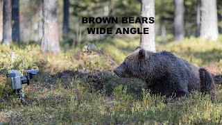 Brown Bears, Wide Angle