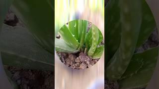 Different plants in pots#kitchengardning #experiment #gardentech #farming