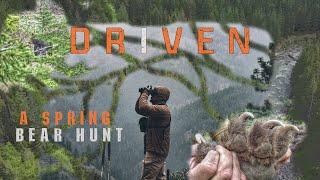 Spring Bear Hunting in 4K- Driven, A DIY spot and stalk bear hunt.