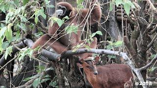 The Muntjac Wanted Cookies: Antlers VS Gibbon Feet! 腳力對角力:長臂猿與山羌的餅乾攻防