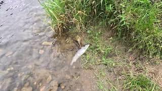 Salmon fishing at Easter Elchies on the river Spey day2