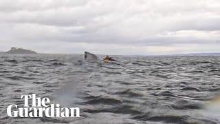 Humpback whale briefly takes kayaker into mouth before spitting him out