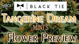 BLACKTIE CBD | TANGERINE DREAM THCa | Flower Preview